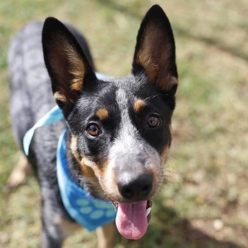 Photo of Cavill, adoptable Australian Cattle Dog/Blue Heeler in San Antonio, Texas