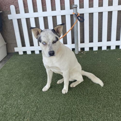 Photo of A614870, adoptable Queensland Heeler in Modesto, California