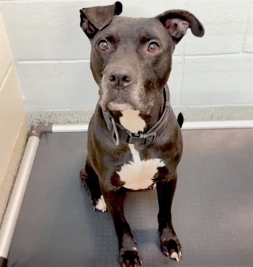 Photo of Hades, adoptable Pit Bull Terrier in Houston, Texas
