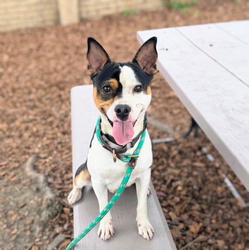 Photo of Marlon, adoptable Unknown breed in Oakland, California