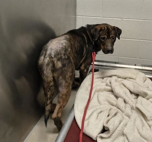 Photo of Coby, adoptable German Shepherd Dog in Haw River, North Carolina