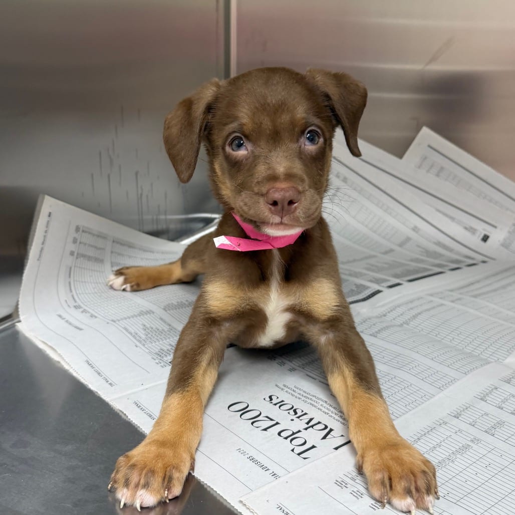 Photo of Copper, adoptable Retriever, Labrador / Mixed Breed (Medium) in Staunton, Virginia
