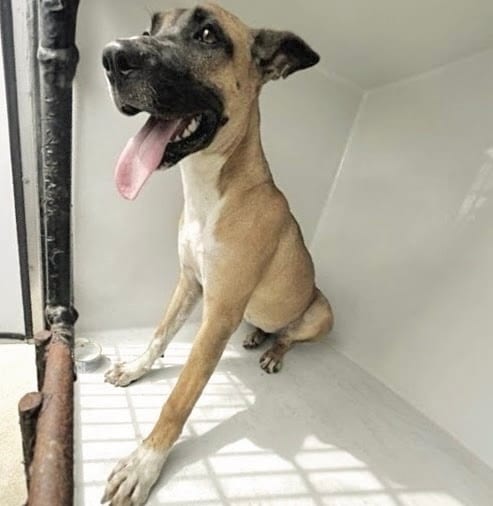 Photo of Senior Belgian Malinois and German Shepherd Dog, adoptable Belgian Malinois and German Shepherd Dog in Houston, Texas