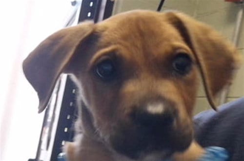 Photo of Duke, adoptable Labrador Retriever in Tulsa, Oklahoma
