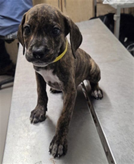 Photo of Emmett, adoptable Pit Bull Terrier in Augusta, Georgia