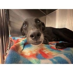 Photo of Stefan, adoptable Mixed Breed (Medium) in Baton Rouge, Louisiana