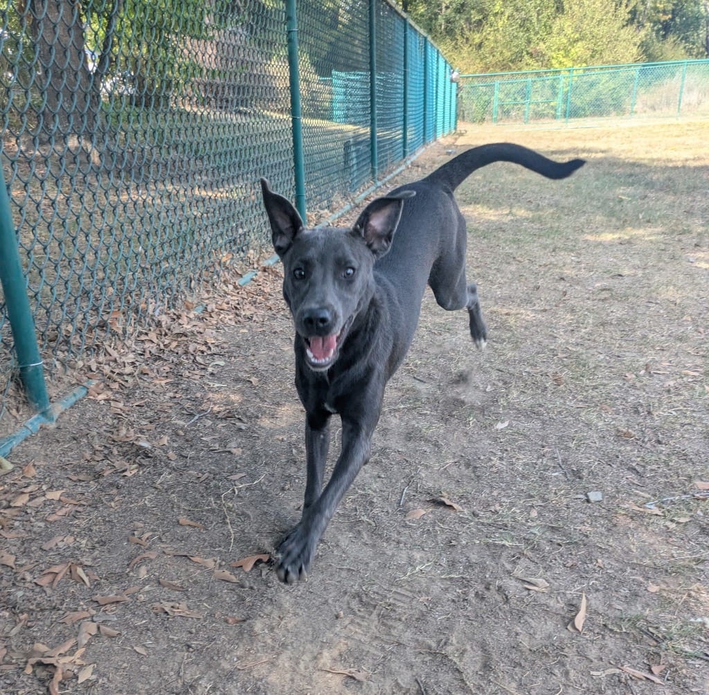 Photo of Chimney, adoptable Labrador Retriever in Little Rock, Arkansas