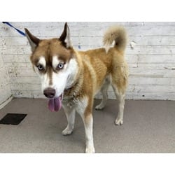 Photo of Ceres, adoptable Husky in San Bernardino, California