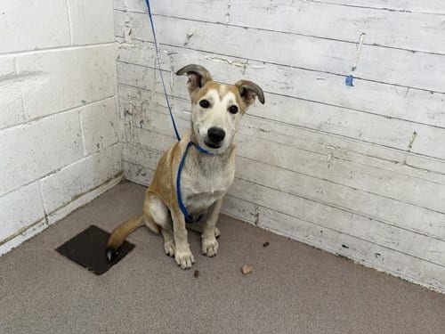 Photo of Brad, adoptable German Shepherd Dog in San Bernardino, California