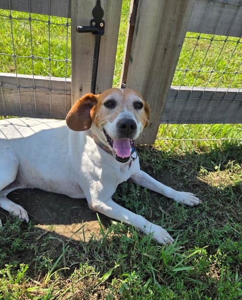 Photo of Annie, adoptable Hound in Ashville, Ohio