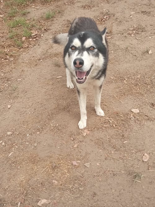 Photo of Fargo, adoptable Alaskan Malamute in San Juan Bautista, California