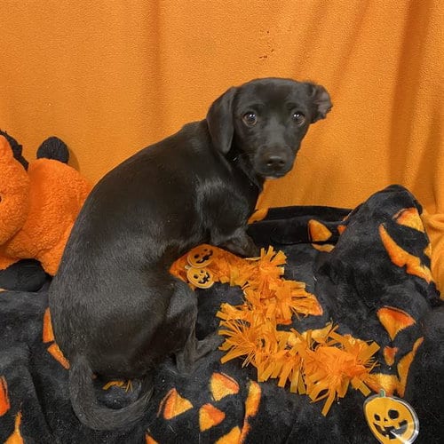 Photo of A615393, adoptable Chihuahua in Modesto, California