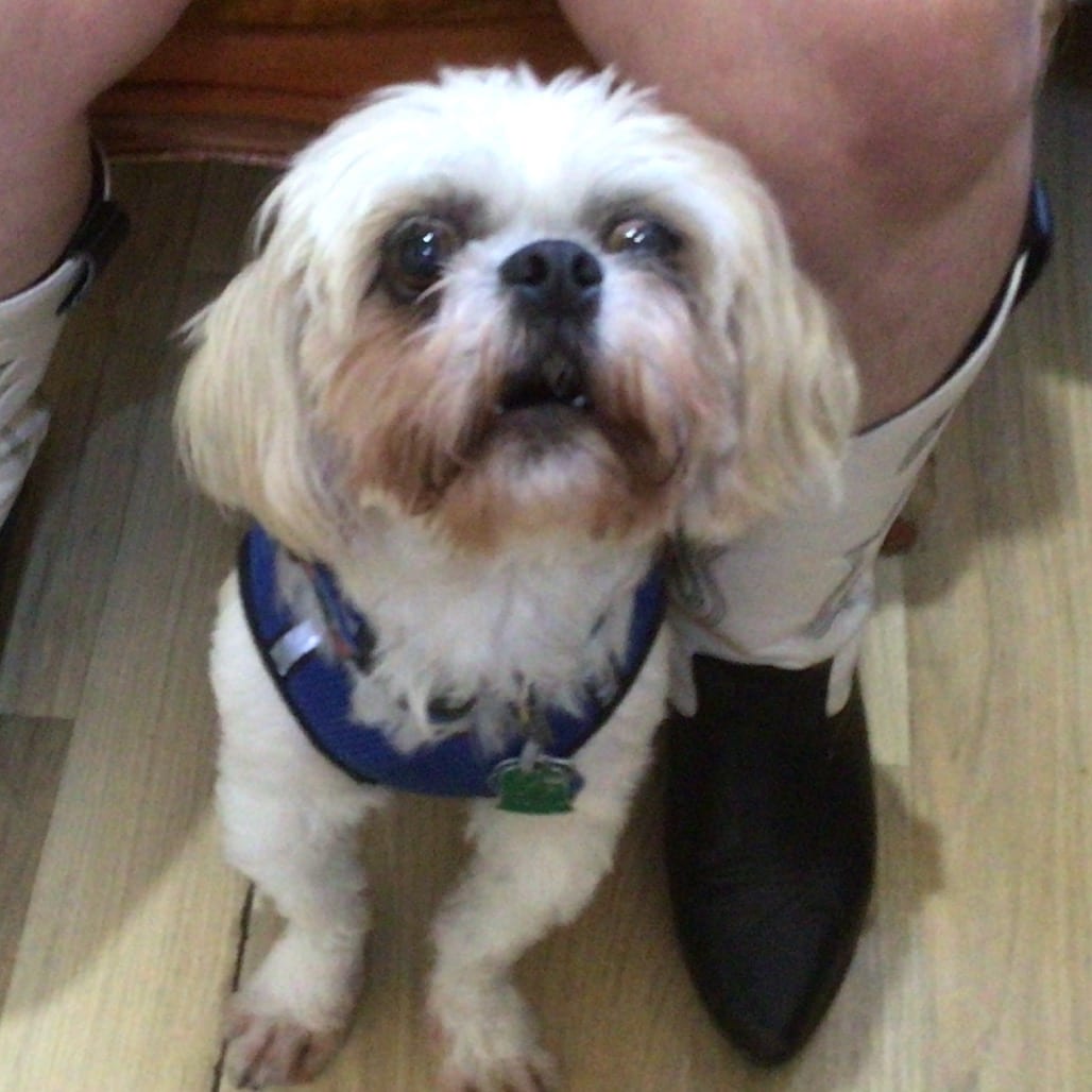 Photo of Archie, adoptable Shih Tzu