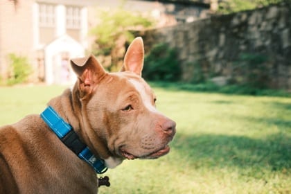 Photo of Ms.Daisyy, adoptable dog in Atlanta, Georgia