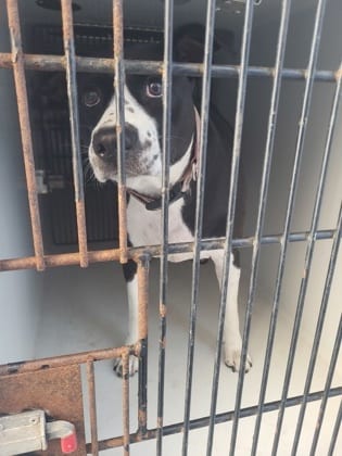 Photo of Lady Lou, adoptable dog in Atlanta, Georgia