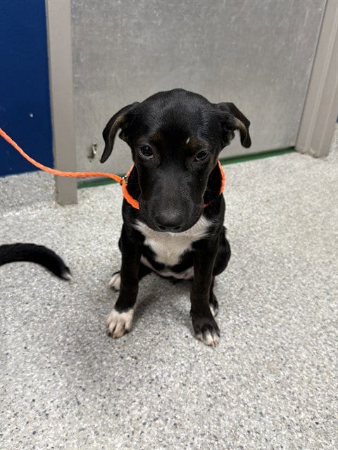 Photo of A188755, adoptable Labrador Retriever in Pasadena, Texas