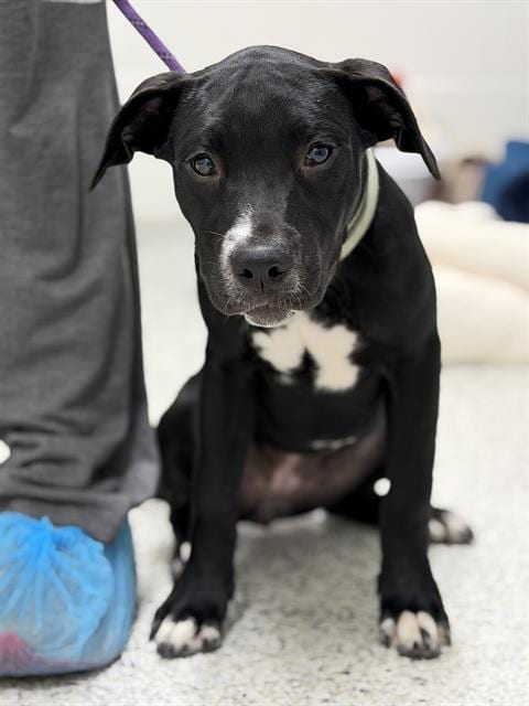 Photo of Bee, adoptable American Staffordshire Terrier in Canfield, Ohio