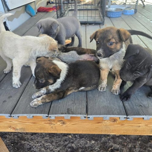 Photo of Chip, adoptable Australian Shepherd in Williamsburg, New Mexico