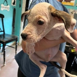 Photo of Progressive, adoptable Boxer Australian Cattle Dog in Stephenville, Texas