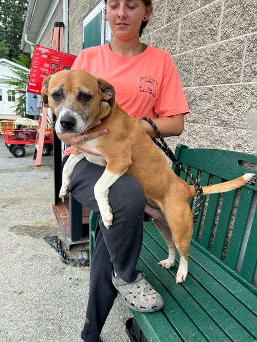 Photo of Dayla, adoptable Terrier in Silver Spring, Maryland