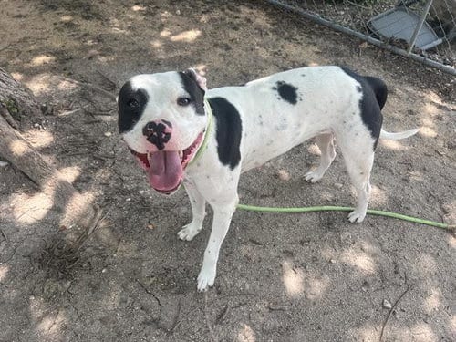 Photo of Lovebug, adoptable Pit Bull Terrier in Waco, Texas