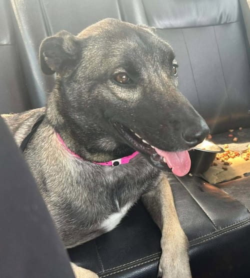 Photo of Ella, adoptable Shepherd in Seattle, Washington