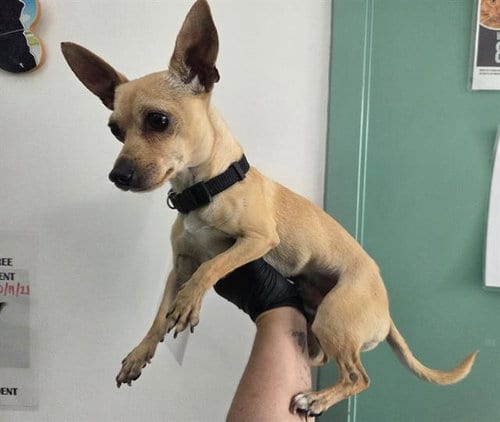 Photo of Val Little, adoptable Chihuahua in Antioch, California