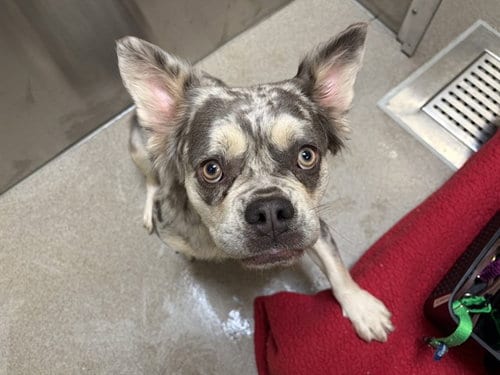 Photo of Angelica, adoptable French Bulldog in Denver, Colorado