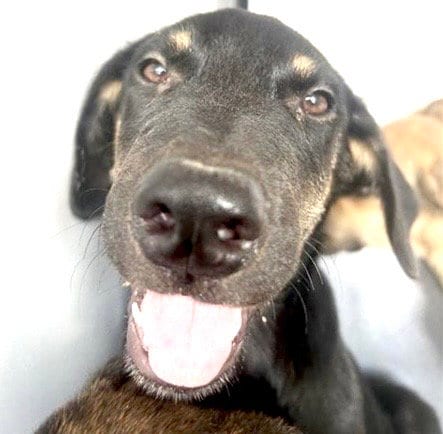 Photo of A661444, adoptable German Shepherd Dog in Houston, Texas