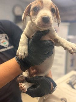 Photo of Simon, adoptable Terrier in Stockton, California