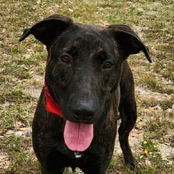 Photo of Stan JuM, adoptable German Shepherd Dog American Pit Bull Terrier in Hartford, Connecticut