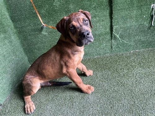 Photo of Stewie, adoptable Mastiff in Lancaster, California