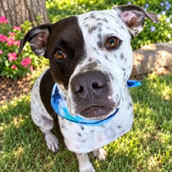 Photo of Inky, adoptable German Shorthaired Pointer American Staffordshire Terrier in Indiantown, Florida