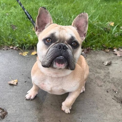 Photo of Prince, adoptable French Bulldog in Muskegon, Michigan