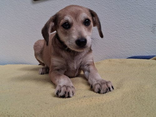 Photo of Mesa, adoptable Terrier in Mountainair, New Mexico