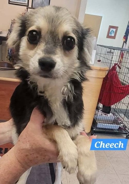 Photo of Cheech, adoptable Chihuahua in St Clairsville, Ohio
