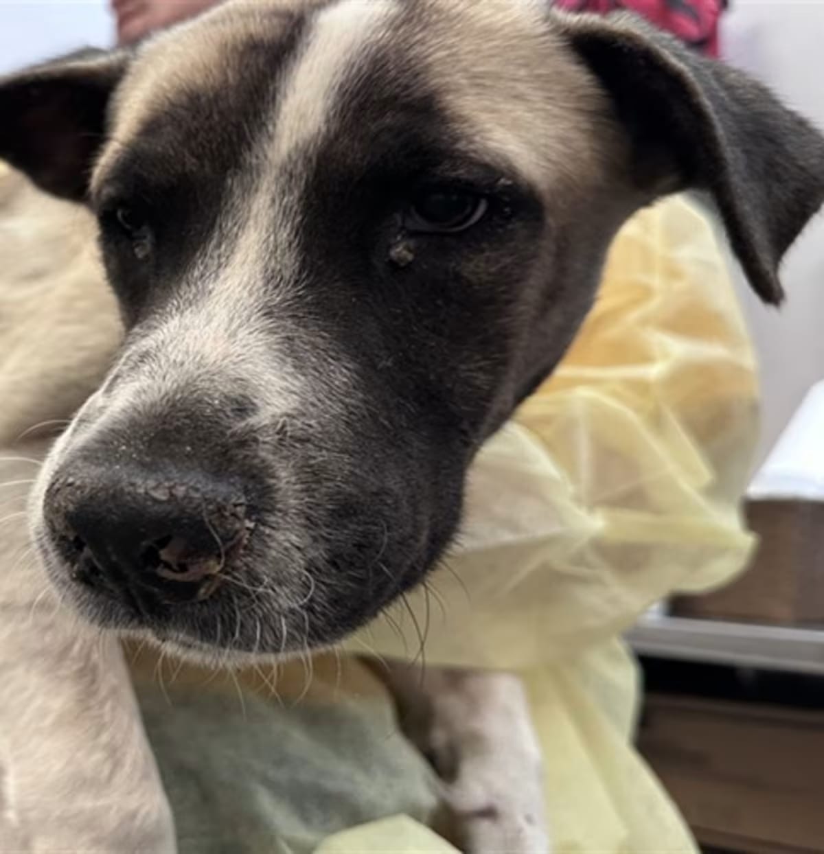 Photo of Hewey, adoptable Australian Cattle Dog in Tucson, Arizona