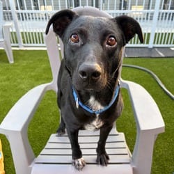 Photo of Tony 3783, adoptable Labrador Retriever Mixed Breed (Medium) in Loxahatchee, Florida