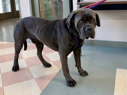 Photo of Goliath, adoptable Neapolitan Mastiff in Martinez, California