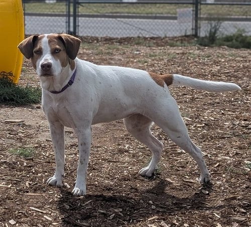 Photo of Lulu, adoptable Hound in Denver, Colorado
