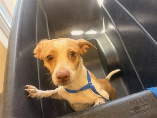 Photo of Sue, adoptable Chihuahua in Mesa, Arizona