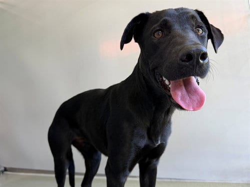 Photo of Avalon, adoptable Labrador Retriever in San Clemente, California