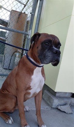 Photo of Rusty, adoptable Boxer in Baldwin Park, California