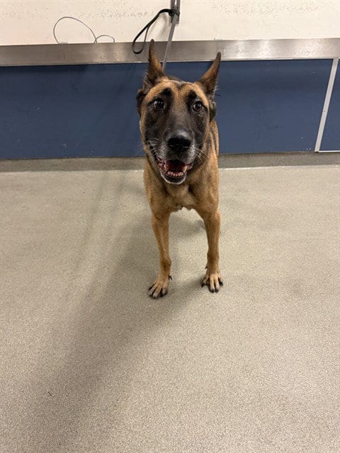 Photo of Boris, adoptable German Shepherd Dog in Miami, Florida
