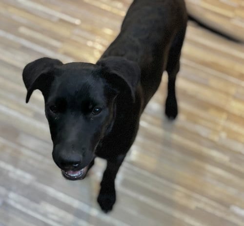 Photo of Billie, adoptable Labrador Retriever in Salt Lake City, Utah