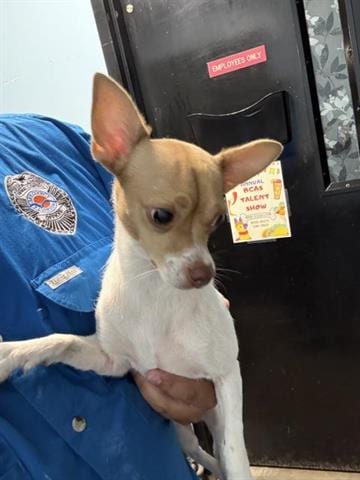 Photo of Tulip, adoptable Terrier in Panama City, Florida