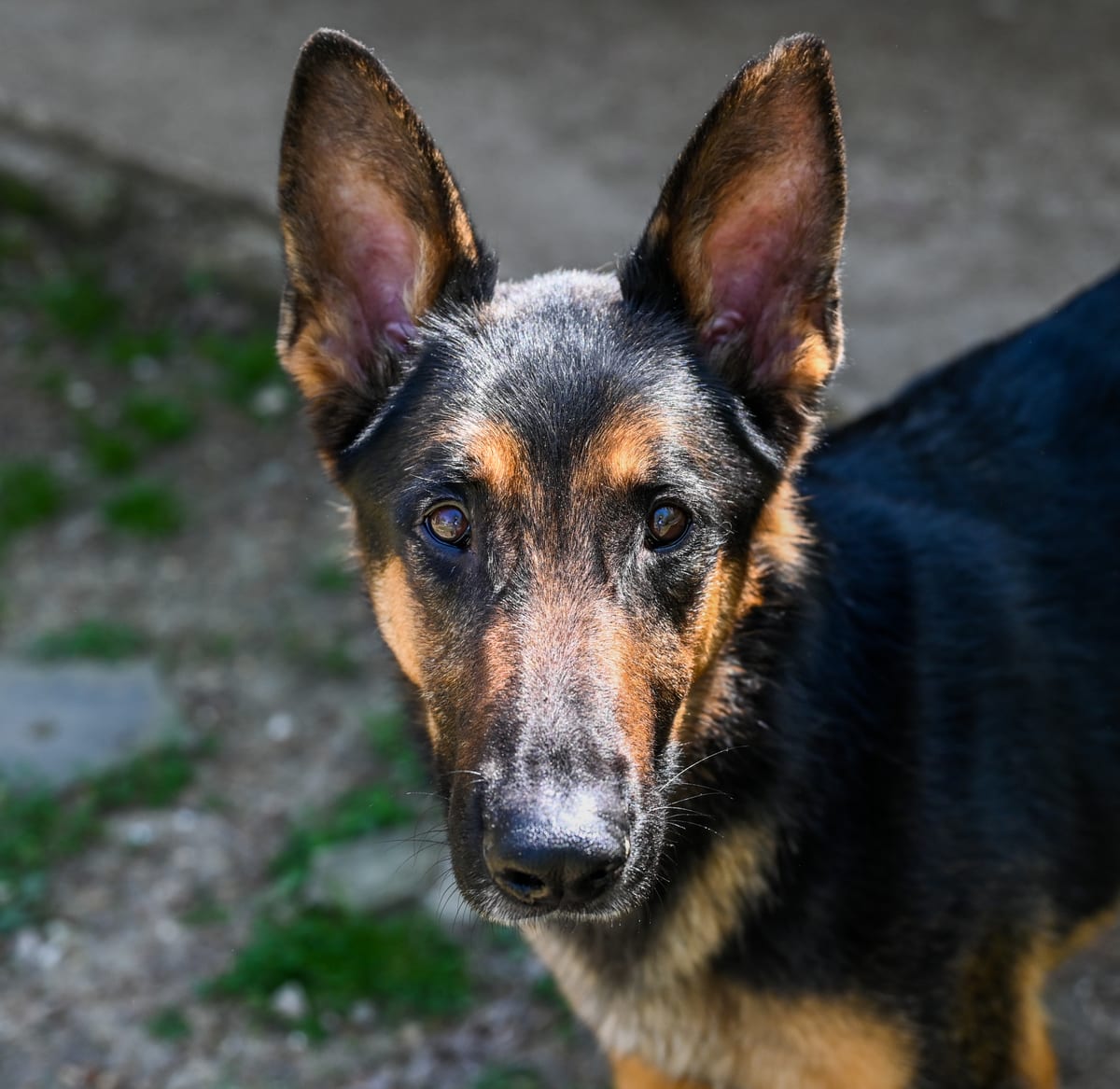 Photo of Whiskey, adoptable German Shepherd in Chattanooga, Tennessee