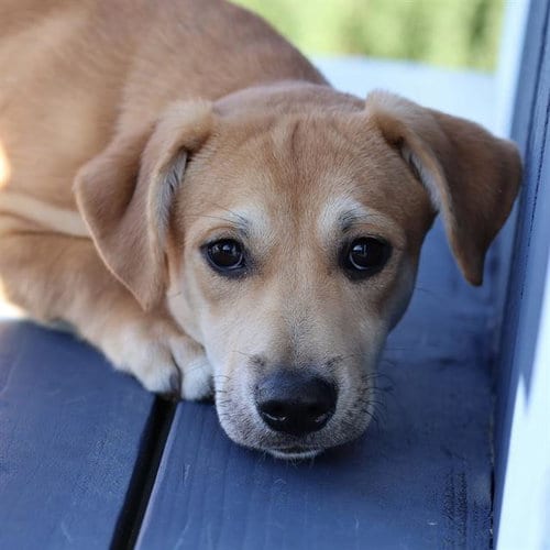 Photo of Casey, adoptable Labrador Retriever in Modesto, California