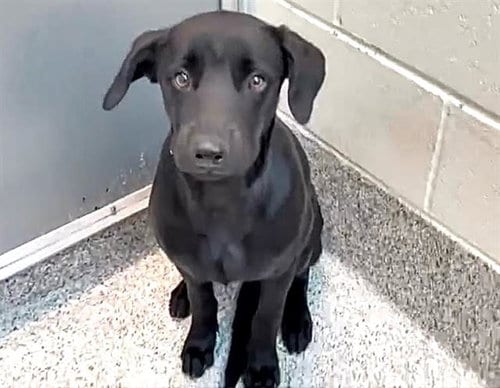 Photo of Osito, adoptable Labrador Retriever in Houston, Texas