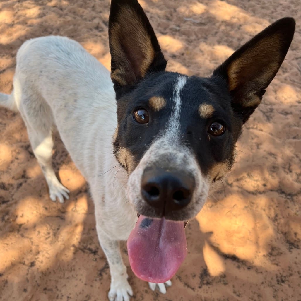 Photo of Doug, adoptable Cattle Dog / Mixed Breed (Medium) in Kanab, Utah